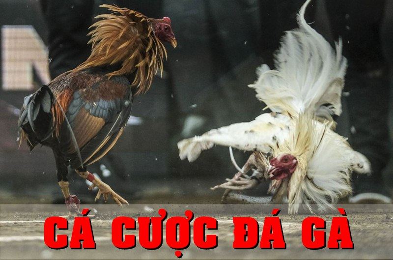 Cá cược Đá gà Cá cược Đá gà