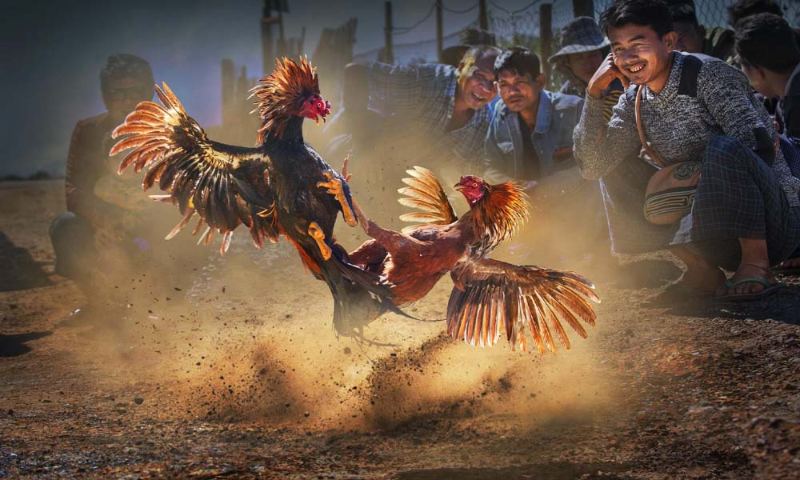Luật cá cược đá gà Luật cá cược đá gà