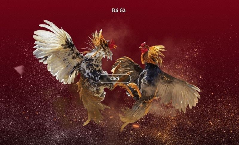 Cách hơi Cá cược Đá gà tại Kubet nét Cách hơi Cá cược Đá gà tại Kubet nét