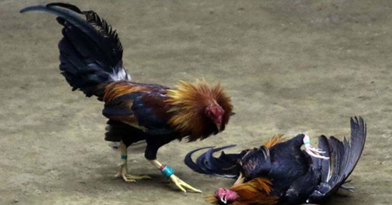 Luật chơi Đá gà Thomo