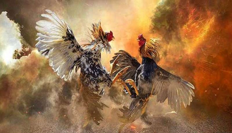 Cá cược Đá Gà Thomo tại Kubet nét Cá cược Đá Gà Thomo tại Kubet nét